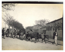 Montenegro, Podgorica, Street scene, farmers Original vintage print. print picture