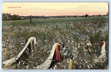 c1910's View Of Picking Cotton Farm Scene Field Rosebud Texas TX Postcard picture