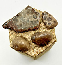 **NEW** AN ASSORTMENT OF PETOSKEY STONES AND SLABS -   picture
