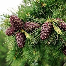 Seeds of Cedar sibirica 20/100 PCS picture