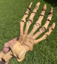 *RARELY OFFERED* XL Fossil Cave Bear Paw (Ursus spelaeus) from Romania picture