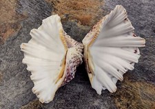 Bear Paw Clam Seashell Hippopus Hippopus (1 shell pair approx. 4+ inches) picture