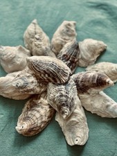 25 Large 3”-4” Cleaned and DRILLED Oyster Shells For Crafts And Decor picture