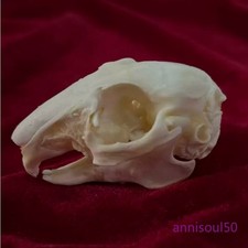 5/10Pcs Rabbit Skull Specimen Degreased Bleached Animal Bone Ornament Gift NEW picture