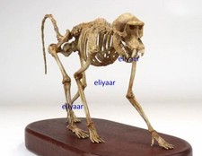 JuShi Studio Gorilla Skeleton 1/5 Figurine Limited Animal Model Collectible Gift picture