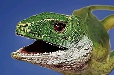 Vintage Reptile 80s AAA Large Iguana Lizard Green Rubber Realistic Figure 24