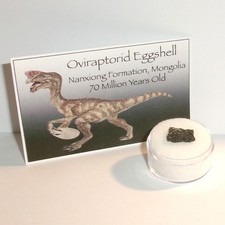Authentic Raptor Dinosaur Eggshell with Acrylic Display Case, Info Card and COA picture