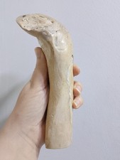 Genuine Very Rare Golden, Coral Branch 435 g Natural Specimen for jewelry 19,5cm picture