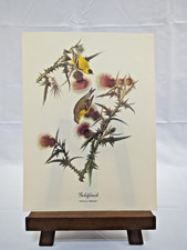 Vintage Audubon Bird Goldfinch Print 9x12 picture