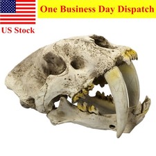 Resin Smilodon Skull Model Life Size 1:1 Replica Sabertooth Tiger Head Halloween picture