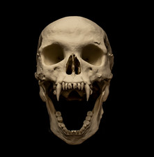 Vampire Skull Replica Life Size Cryptid Monster Skull Display Model exclusive picture