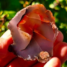 Mirror Polished Extremely Rare Turkish Red Fox Agate Uv Fluorescent picture