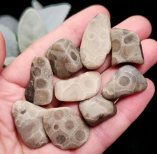 Petoskey Stone (Choose Your Weight) Polished Specimens from Michigan picture