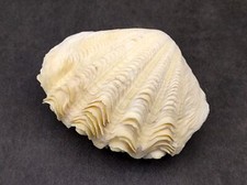 Derasa Clam Seashell White Tridacna Derasa (1 shell approx. 3+ inches) picture