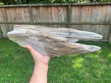 Texas Petrified Live Oak Wood Large Rotted Log 19x5x2 Beaumont Formation Fossil picture