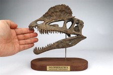 JuShi Studio Dilophosaurus Skull Handcrafted Model Dinosaur Statue Resin New picture