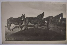 RPPC Real Photo Postcard US Horses Farm Unposted VTG picture