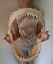 Monster Bull SHARK JAW Professionally Cleaned. 12 inches of real shark jaws picture
