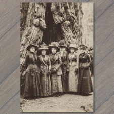 POSTCARD Historic Women Group Portrait Giant Tree Forest picture