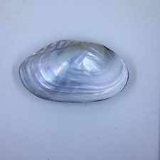 Large Vtg Iridescent Clam Shell Mother of Pearl Velvet Lined Trinket Jewelry Box picture
