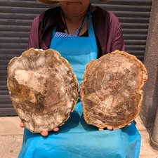 2pc 8.44LB Natural Petrified Wood Crystal Fossil Slice Shape Specimen Healing picture