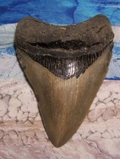MEGALODON Shark Tooth 4 1/8