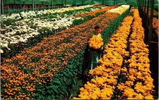 Pom Pom Field Florida Wob Note Nokomis Fl Lusterchrome Pm 4C Stamp Postcard picture