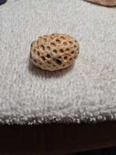 Petoskey Stone From Michigan , Great Lakes Coral , Collectible Mineral  picture
