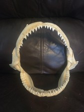 Monster Bull SHARK JAW Professionally Cleaned. 8 inches of real shark jaws picture