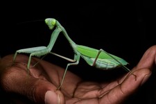 Giant Asian Mantis ( Hierodula membranacea ) Nymph L4-L5 Care Guide Included picture