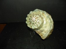 HUGE TURBO MARMORATUS ( GREEN TURBAN ) picture
