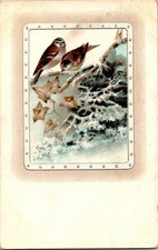 Vintage 1914 Bird Postcard with Ivy and Rock Scene Printed in Germany picture