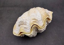 Derasa Clam Seashell White Tridacna Derasa (1 shell approx. 5+ inches) picture